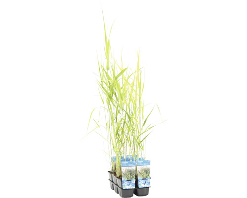 Touffes de plantes d''alpiste roseau en pot