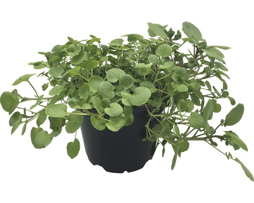 Kresse in einem Topf