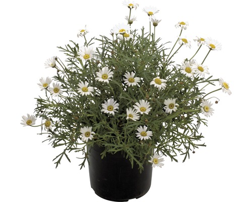 Chrysanthème frutescent FloraSelf H 40-60 Ø 18 cm Chrysanthème frutescent FloraSelf H 40-60 Ø 18 cm
