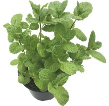 Menthe en pot
