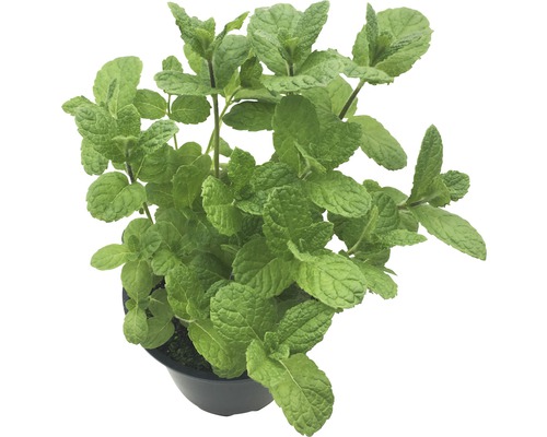Menthe en pot