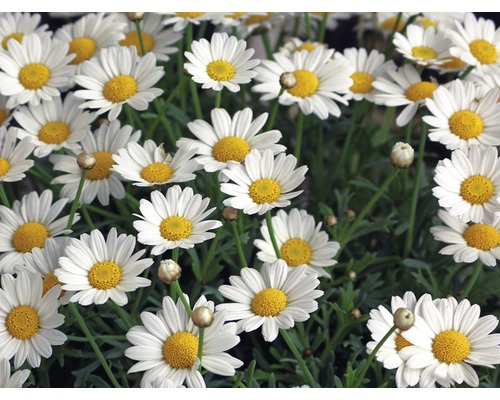 Gros plan d''un groupe de fleurs de marguerite blanches avec des capitules jaunes.