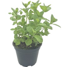 Menthe en pot