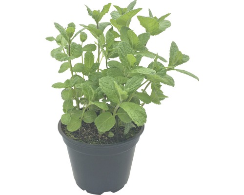 Menthe en pot