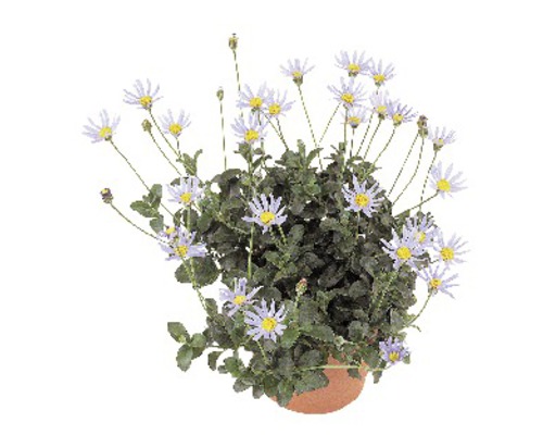 Buisson de marguerites bleues dans un pot