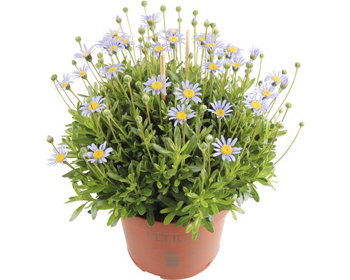 Pâquerette bleue FloraSelf Felicia amelloides pot Ø 10,5 cm
