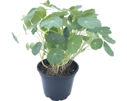 Kapuzinerkresse Pflanze in einem schwarzen Topf