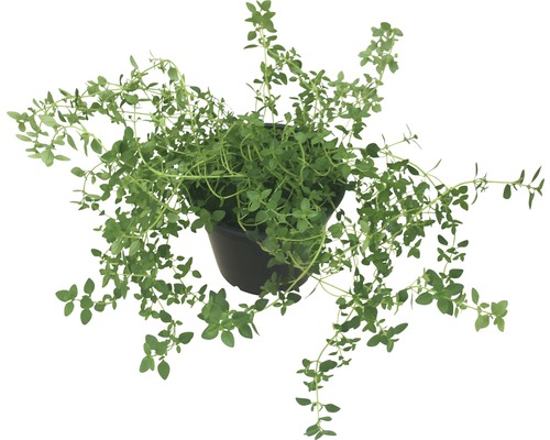 Thym en pot
