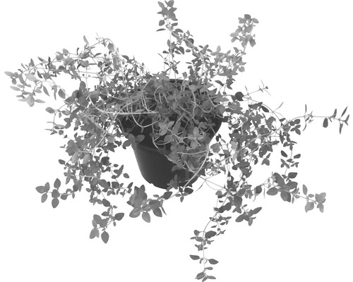 Plant de thym en pot