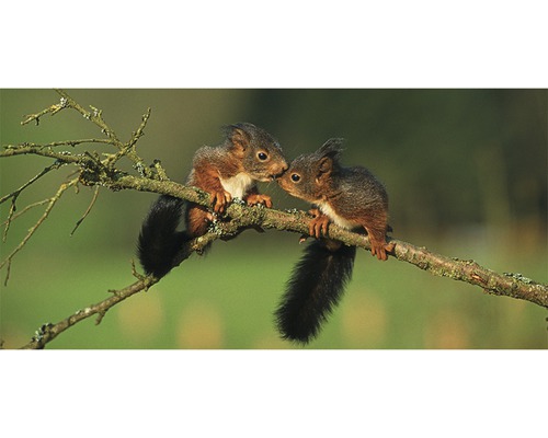 Carte postale Géo XXL couple d'écureuils 23x11 cm