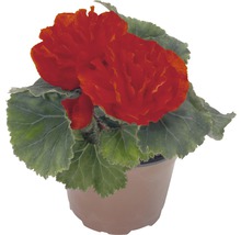 Bégonia en pot
