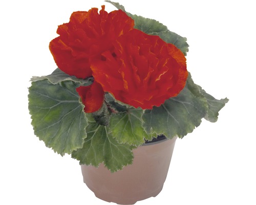 Bégonia en pot