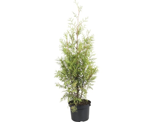 Lebensbaum Thuja occidentalis 'Brabant' 80-100 cm Co 6 L
