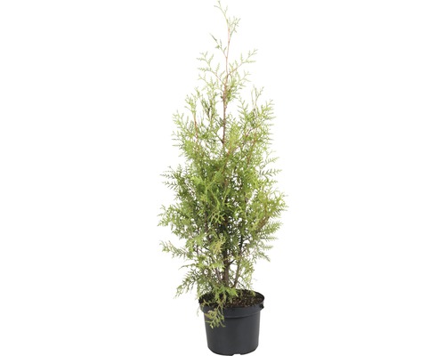 Thuya Thuja occidentalis 'Brabant' 80-100 cm Co 6 l