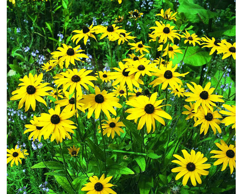 Blühende Rudbeckia im Garten.