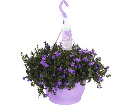 Glockenblume Ampel Floraself Campanula portenschlagiana 'Ambella Purple' Ø 25 cm Topf