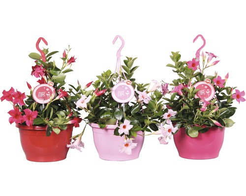 Dipladénia de Sander en suspension FloraSelf Mandevillea sanderi assorti h 50 cm pot Ø 25 cm Dipladénia de Sander en suspension FloraSelf Mandevillea sanderi assorti h 50 cm pot Ø 25 cm