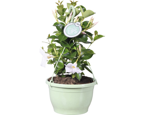 Dipladenia-Hängepflanze in einem Topf