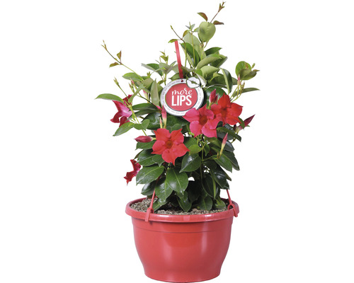Dipladenia Pflanze im Topf mit roten Blüten und grünen Blättern