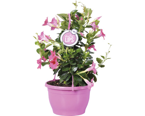 Dipladenia Pflanze im Topf mit dem Aufdruck More Lips