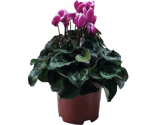 Cyclamen d'intérieur FloraSelf Cyclamen persicum 'Fuji' H 20-25 cm pot Ø 10,5 cm assorti