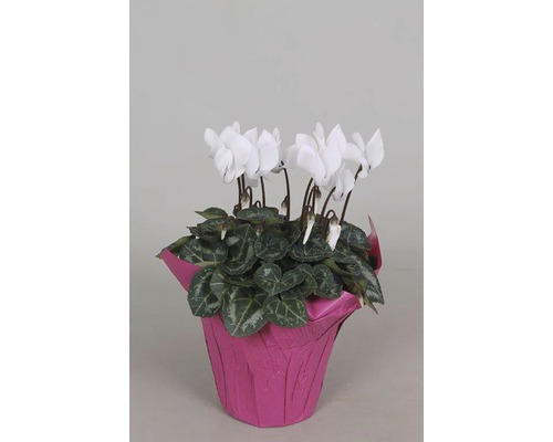 Mini cyclamen d'intérieur FloraSelf Cyclamen persicum h 20-25 cm pot Ø 10,5 cm choix de variétés aléatoire