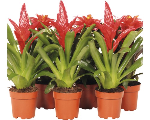 Mélange de bromélie orange FloraSelf Bromelia-Cultivars pot Ø 12 cm