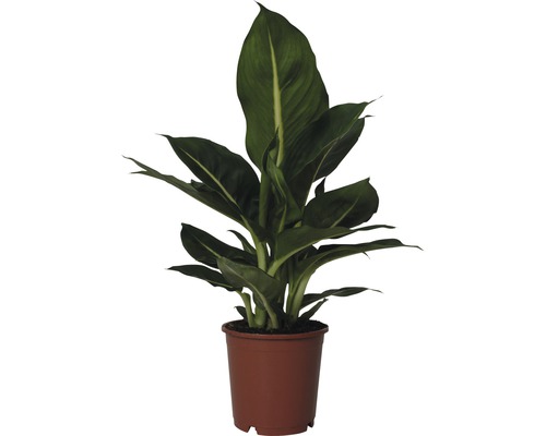 Dieffenbachia FloraSelf Dieffenbachia maculata 'Green Magic' H 35-45 cm pot de Ø 12 cm