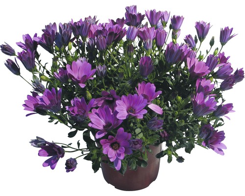 Marguerites en pot