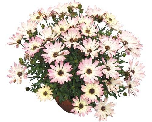 Kapkörbchen FloraSelf Osteospermum ecklonis Ø 14 cm Topf zufällige Sortenauswahl Osteospermum im Topf mit Blüte