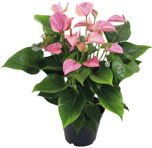 Anthurium en pot