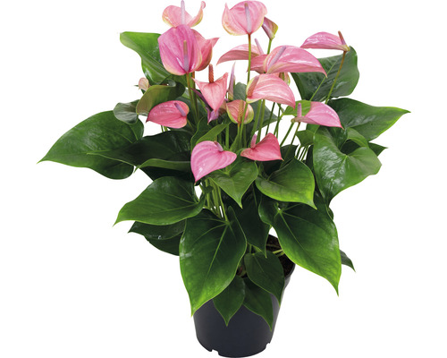 Langue de feu FloraSelf Anthurium x Hybride 'Joli Pink' h 45-50 cm pot Ø 17 cm