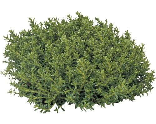 Arbuste à feuilles persistantes et touffues