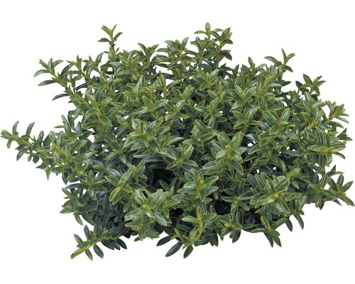 Immergrüner Zwergstrauch für den Garten