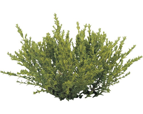 Arbuste à feuilles persistantes pour le jardin