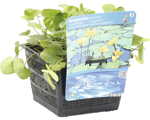 Hydrocharideae nymphoides en pot, plante oxygénante pour bassins