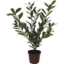 Laurier-cerise 'Caucasica' FloraSelf Prunus laurocerasus 'Caucasica' h 40-60 cm Co 3 l quantité minimale de commande 38 pces pour env. 13 m de haie-thumb-1