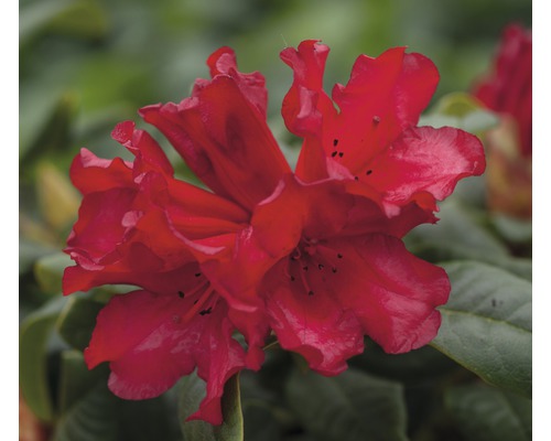 Rhododendron des Alpes nain FloraSelf Rhododendron repens 'Scarlet Wonder' H 25-30 cm Co 3 L Rhododendron des Alpes nain FloraSelf Rhododendron repens 'Scarlet Wonder' H 25-30 cm Co 3 L
