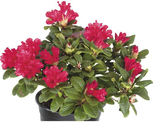 Rhododendron en pot avec fleurs