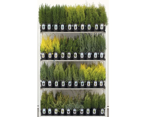 Verschiedene Koniferen auf einem Verkaufsständer in Töpfen.