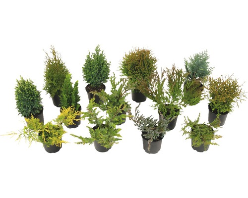 Conifères mélangés FloraSelf p13 cm L assortiment de variétés aléatoire