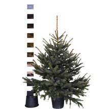 Blaufichte, Blaue Stechfichte H 125-150 cm Co 12 L Weihnachtsbaum gesägt und getopft
