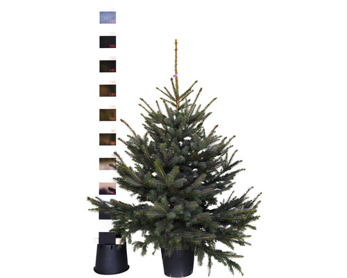 Blaufichte, Blaue Stechfichte H 125-150 cm Co 12 L Weihnachtsbaum gesägt und getopft Blaufichte im Topf mit Größenangaben