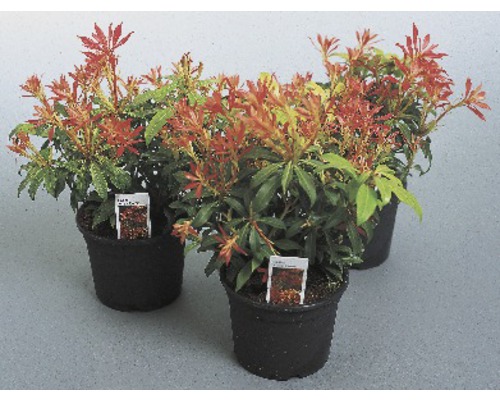 Drei Pieris japonica Pflanzen in Töpfen