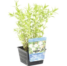 Gratiole officinale FloraSelf Gratiola officinalis H 10-40 cm Co 3 L