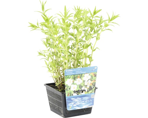 Gratiole en pot, une plante aquatique pour aquariums et bassins