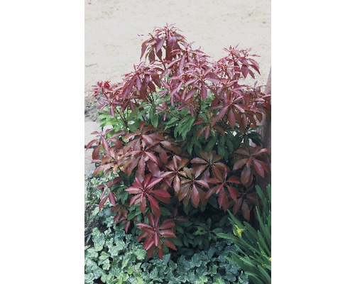 Scharlachglocke im Garten