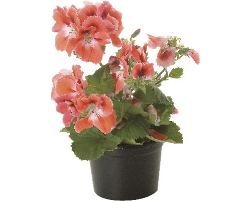 Geranie in einem schwarzen Topf