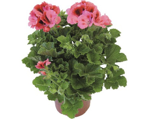 Geranie in einem Topf