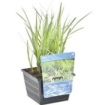 Laîche riveraine en pot